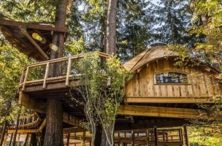 مایکروسافت برای کارمندانش خانه‌های درختی ساخت