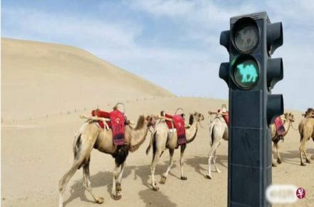 نصب چراغ راهنمایی و رانندگی در صحرا ویژه شترسوارها