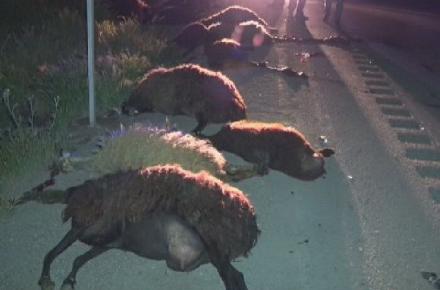 خفگی چوپان همراه با ۱۰۰ رأس گوسفندش در تریلی