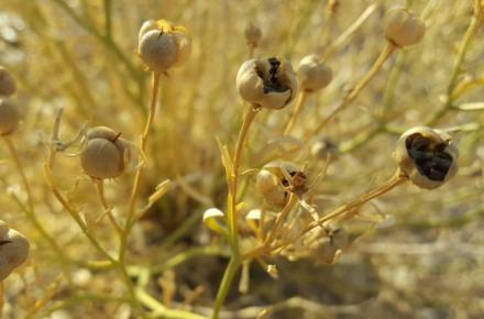 خواص معجزه آسای اسپند در لاغری