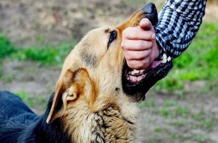 مرگ دو تهرانی بر اثر بیماری هاری