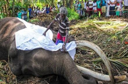 مرگ فیل مشهور سری‌لانکا