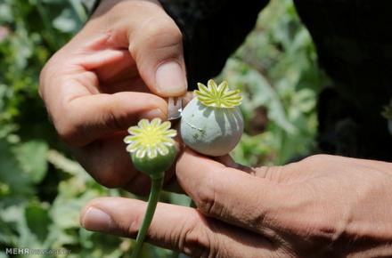 کشف ۷۰ هکتار زمین خشخاش با تصاویر ماهواره ای