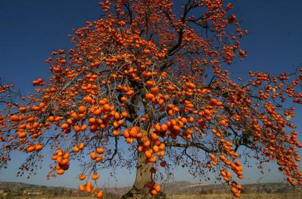 با این میوه خوش رنگ پاییزی کبدتان را پاکسازی کنید