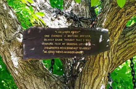 ماجرای جالب درختی که از ۱۲۵ سال پیش تاکنون در بازداشت است
