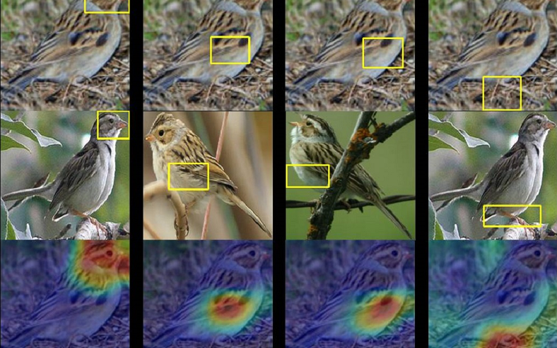 بهره‌گیری محققان دانشگاه دوک آمریکا از هوش‌مصنوعی جهت شناسایی پرندگان
