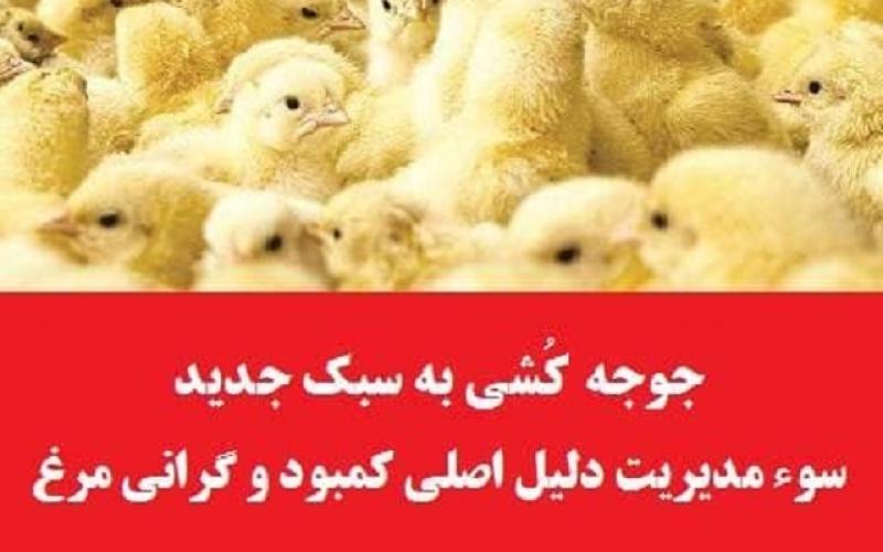 سوء مدیریت در وزارت جهاد کشاورزی دلیل اصلی کمبود و گرانی مرغ است