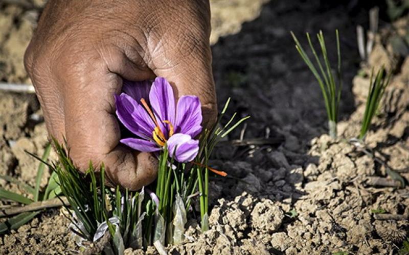 دوستی اینستاگرامی یک میلیارد تومان برای مرد خراسانی آب خورد