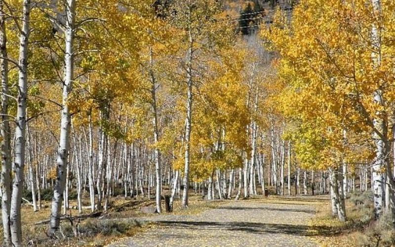 بزرگ‌ترین موجود کره زمین با عمر ۸۰ هزار سال می‌میرد