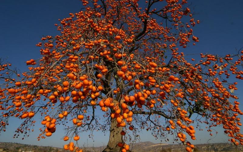 با این میوه خوش رنگ پاییزی کبدتان را پاکسازی کنید