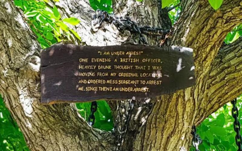 ماجرای جالب درختی که از ۱۲۵ سال پیش تاکنون در بازداشت است