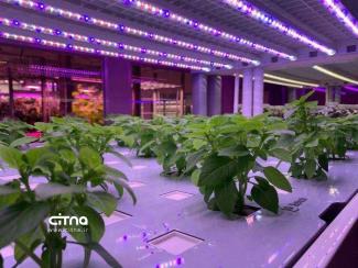 افتتاح اولین مزرعه عمودی مبتنی بر هوش مصنوعی جهان در چین! +تصاویر